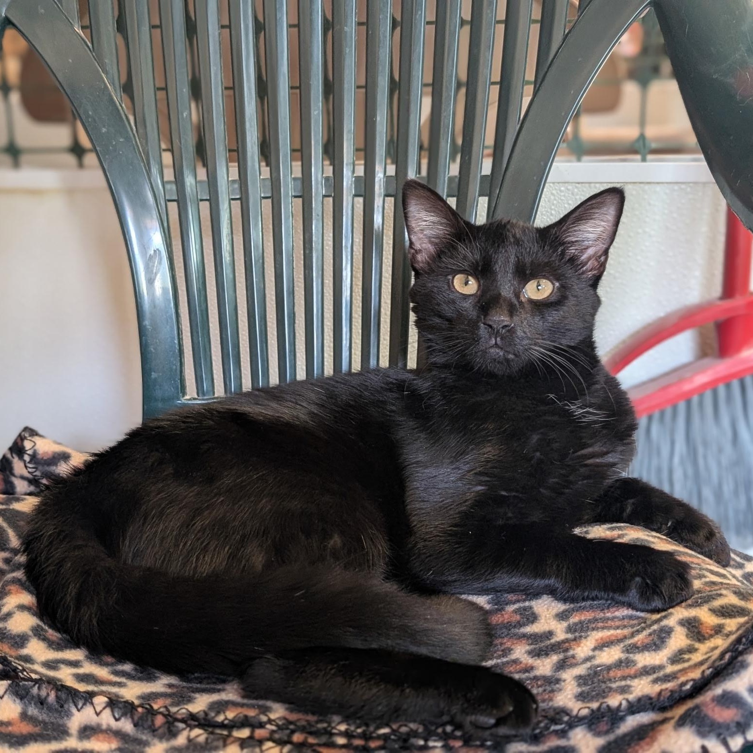 Enlarge Boo, a Adoptable Domestic Short Hair in Waynesville, NC image 2/2