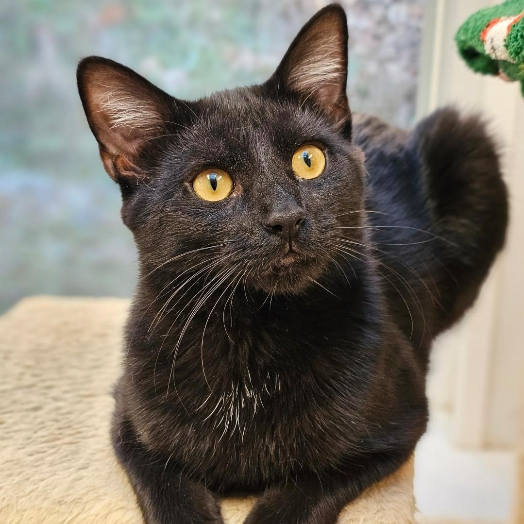 Enlarge Boo, a Adoptable Domestic Short Hair in Waynesville, NC image 1/2