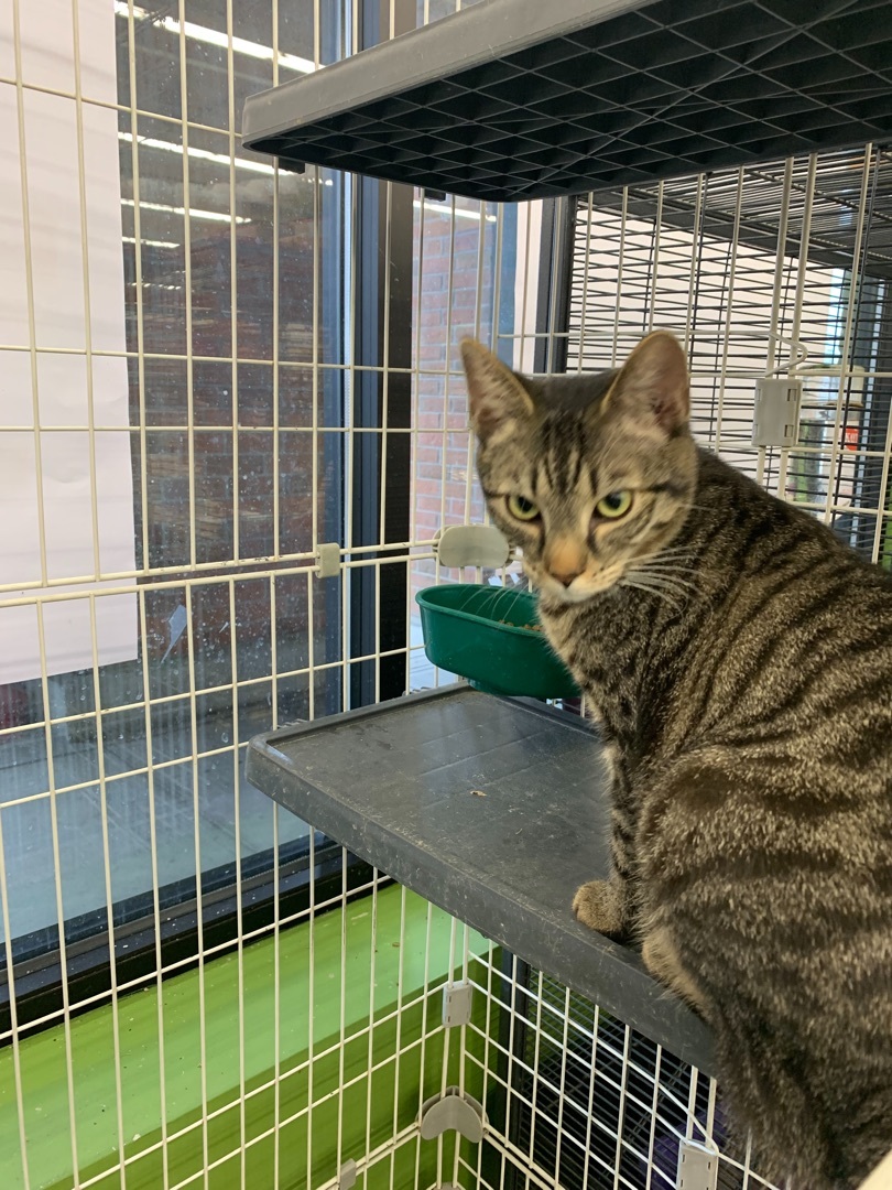 Valentina, Adoptable, Young Female Domestic Short Hair.