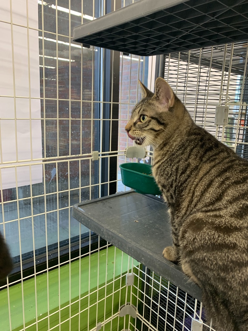 Valentina, a Adoptable mixed breed in Covington, KY image 2/4