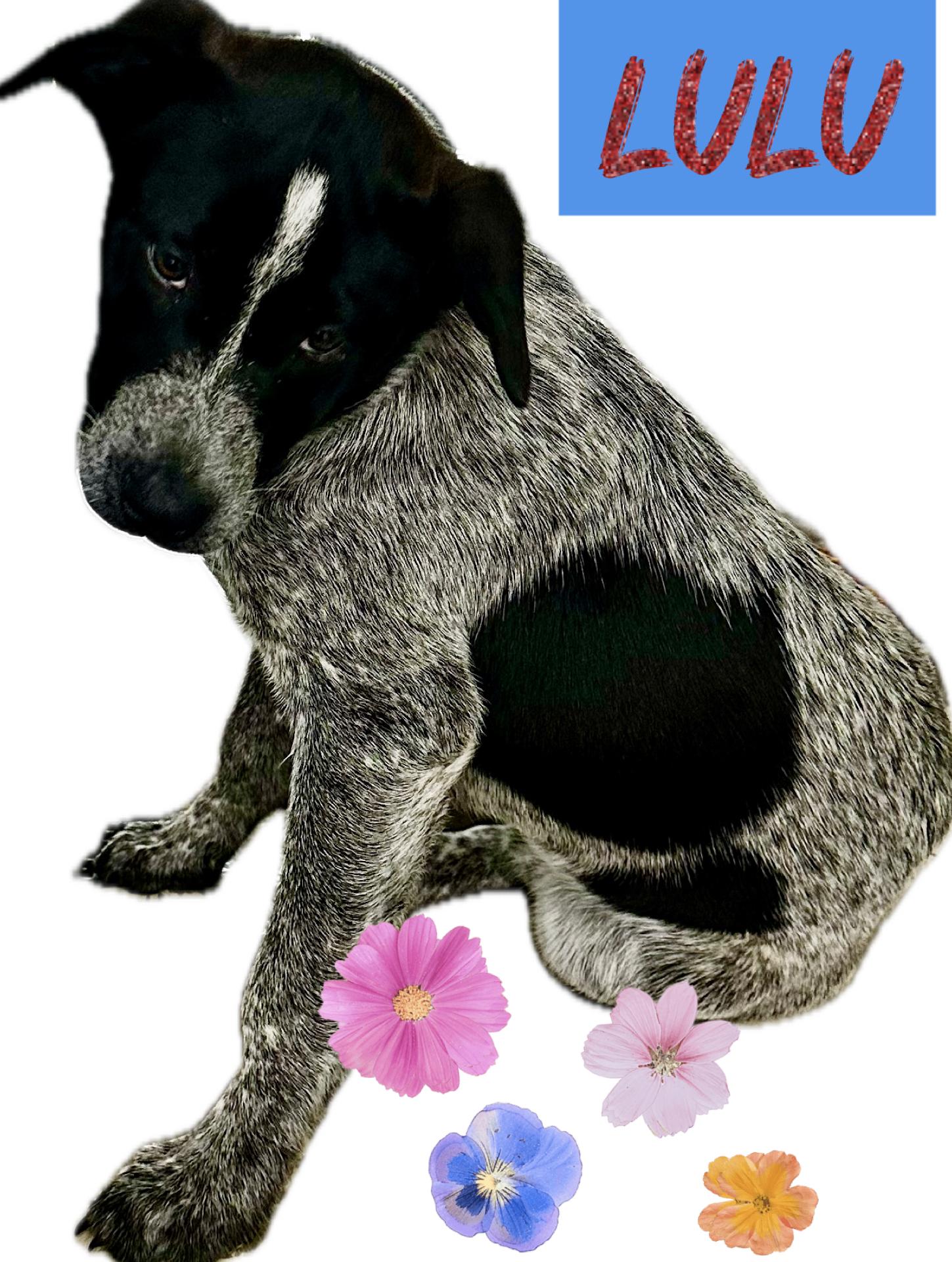 Lulu