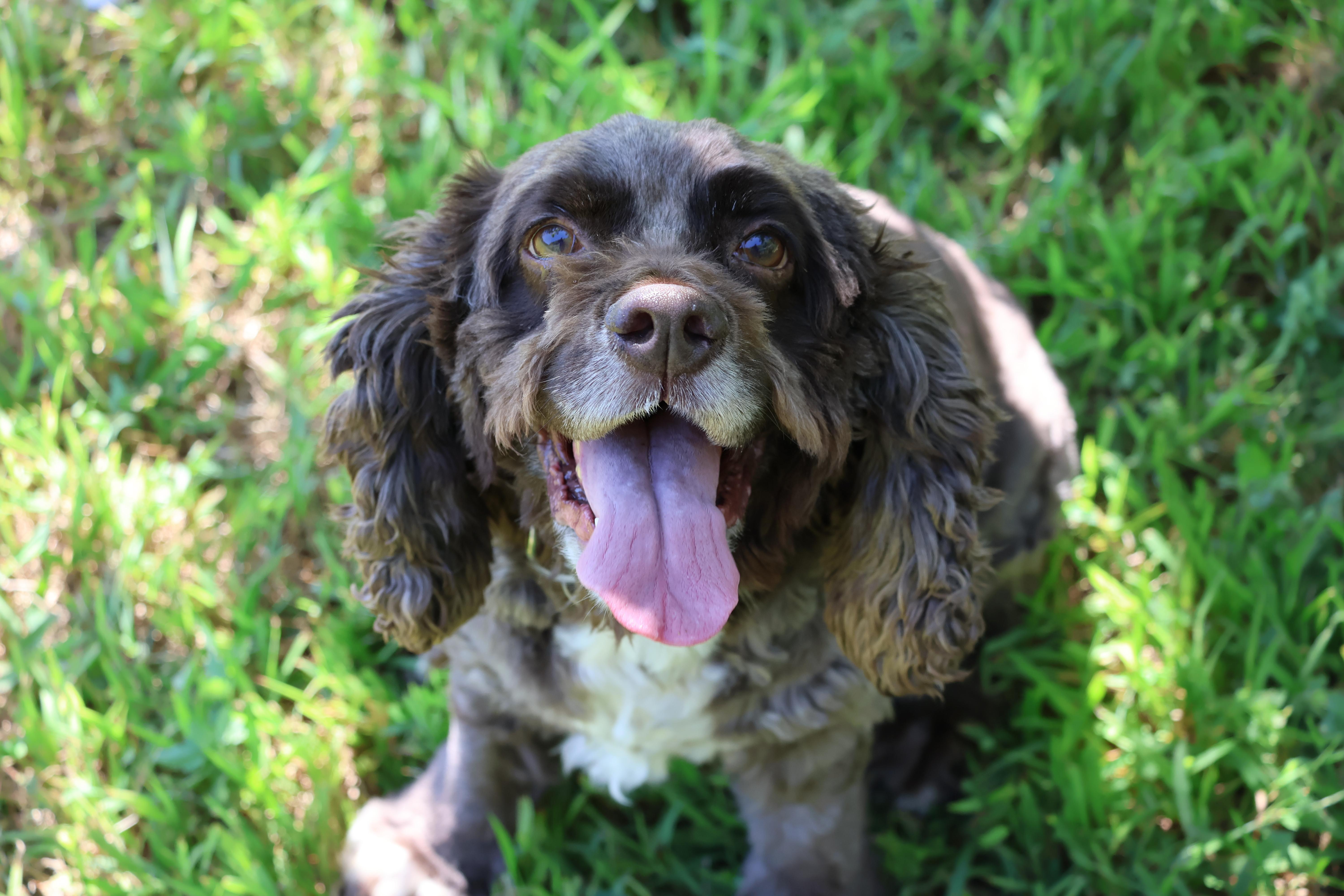 Enlarge Luna, a Adoptable mixed breed in Exeter, RI image 4/6