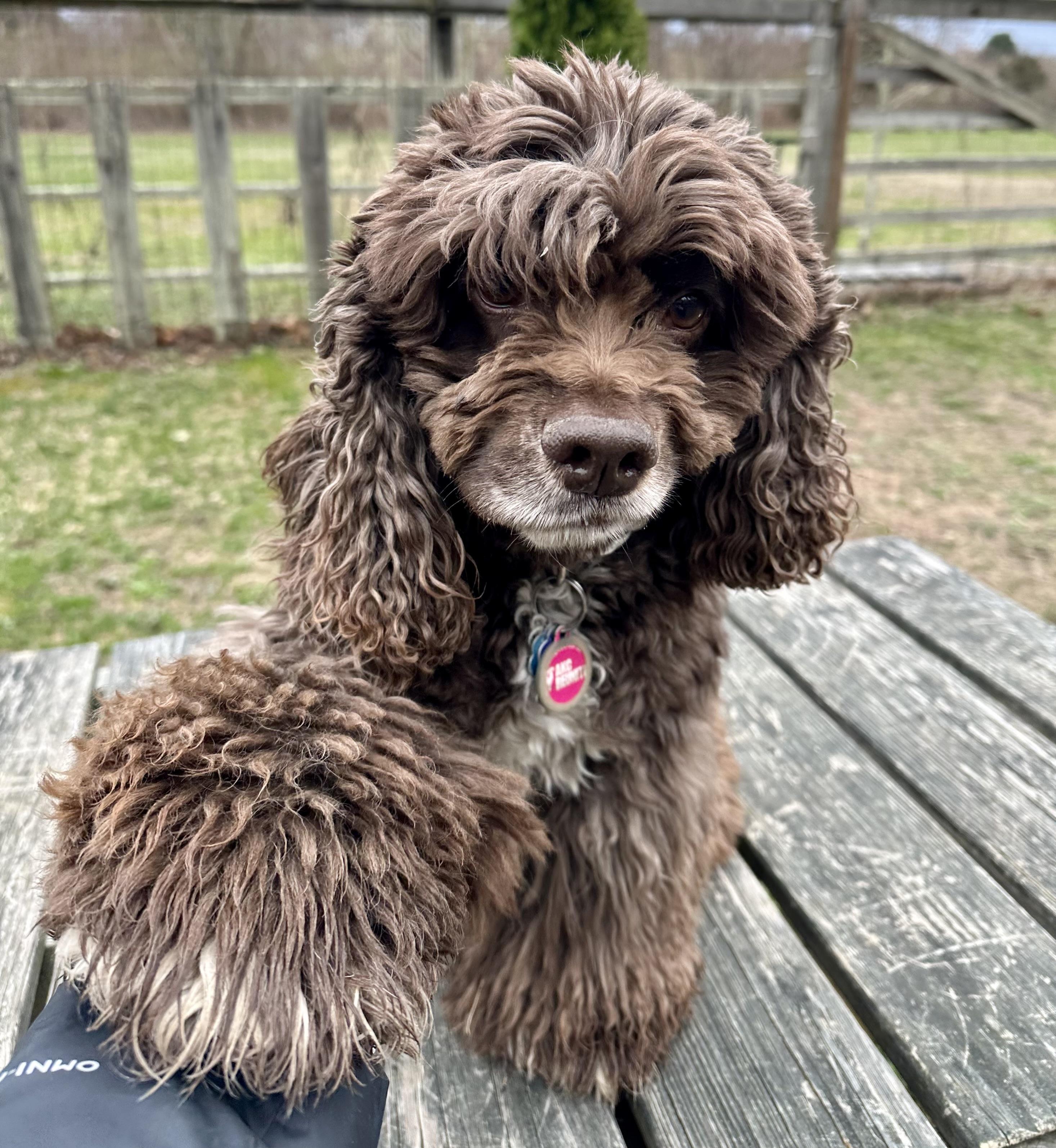 Enlarge Luna, a Adoptable mixed breed in Exeter, RI image 6/6