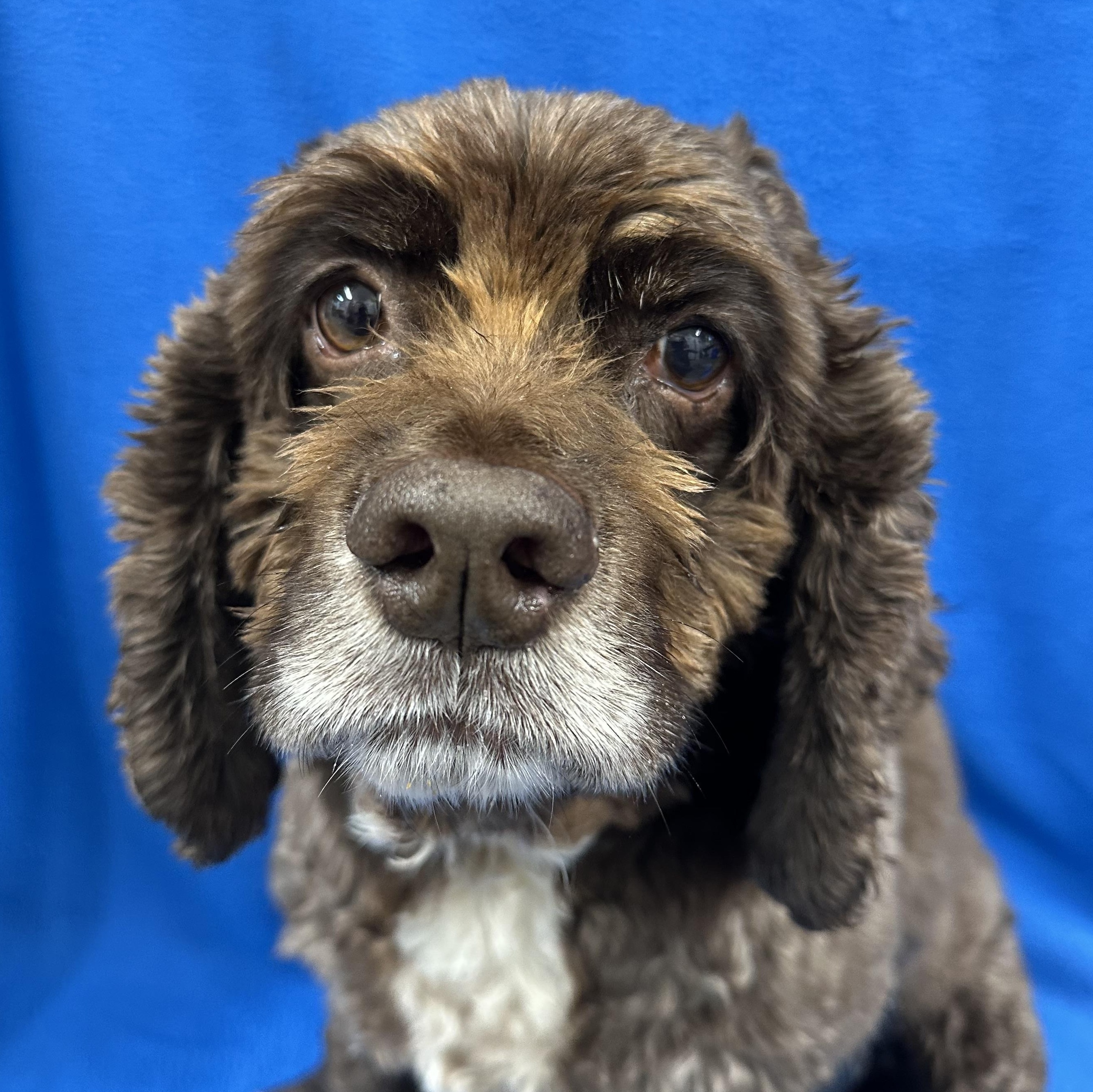 Luna, Adoptable, Adult Female Cocker Spaniel.