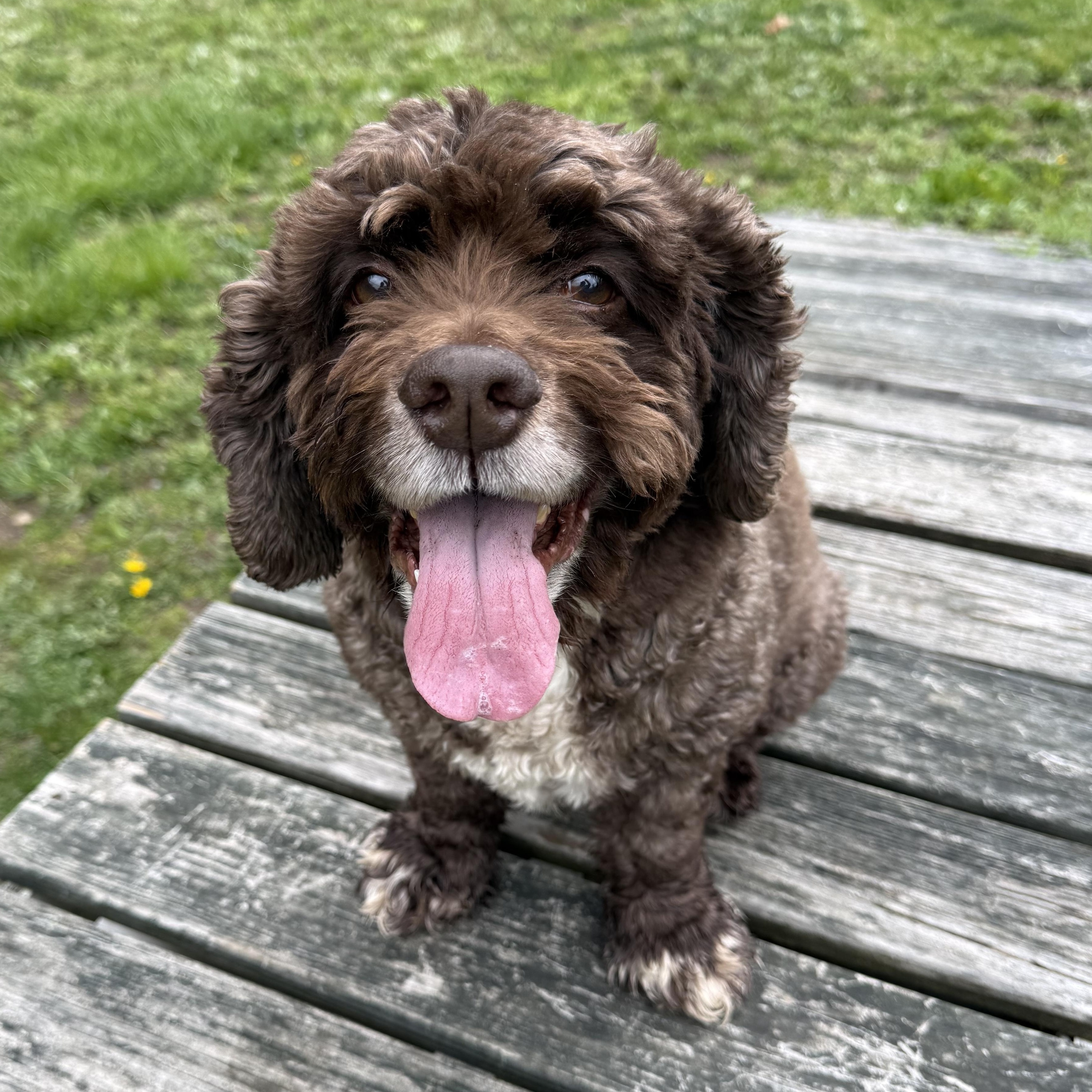 Luna, Adoptable, Adult Female Cocker Spaniel.
