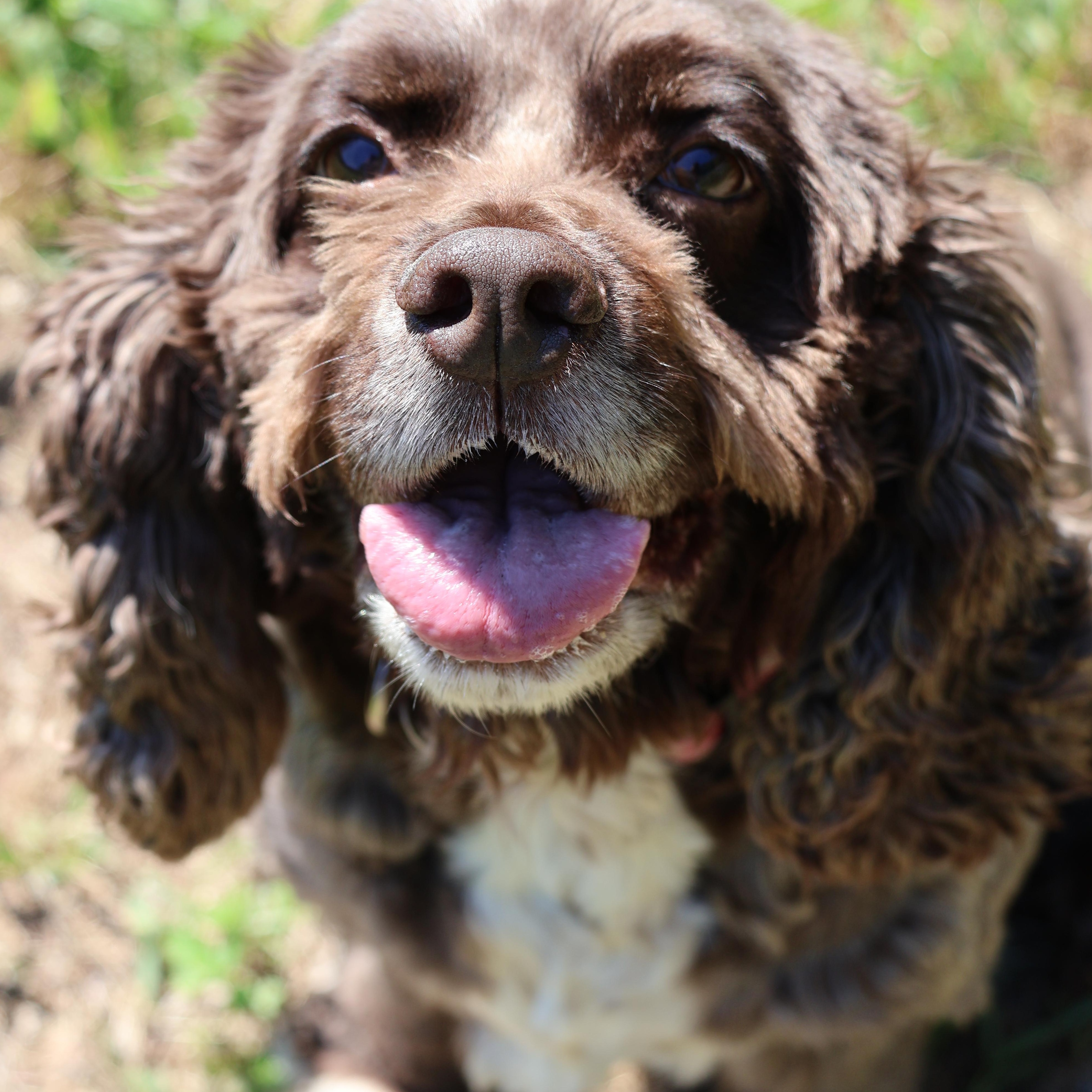 Luna, Adoptable, Adult Female Cocker Spaniel.