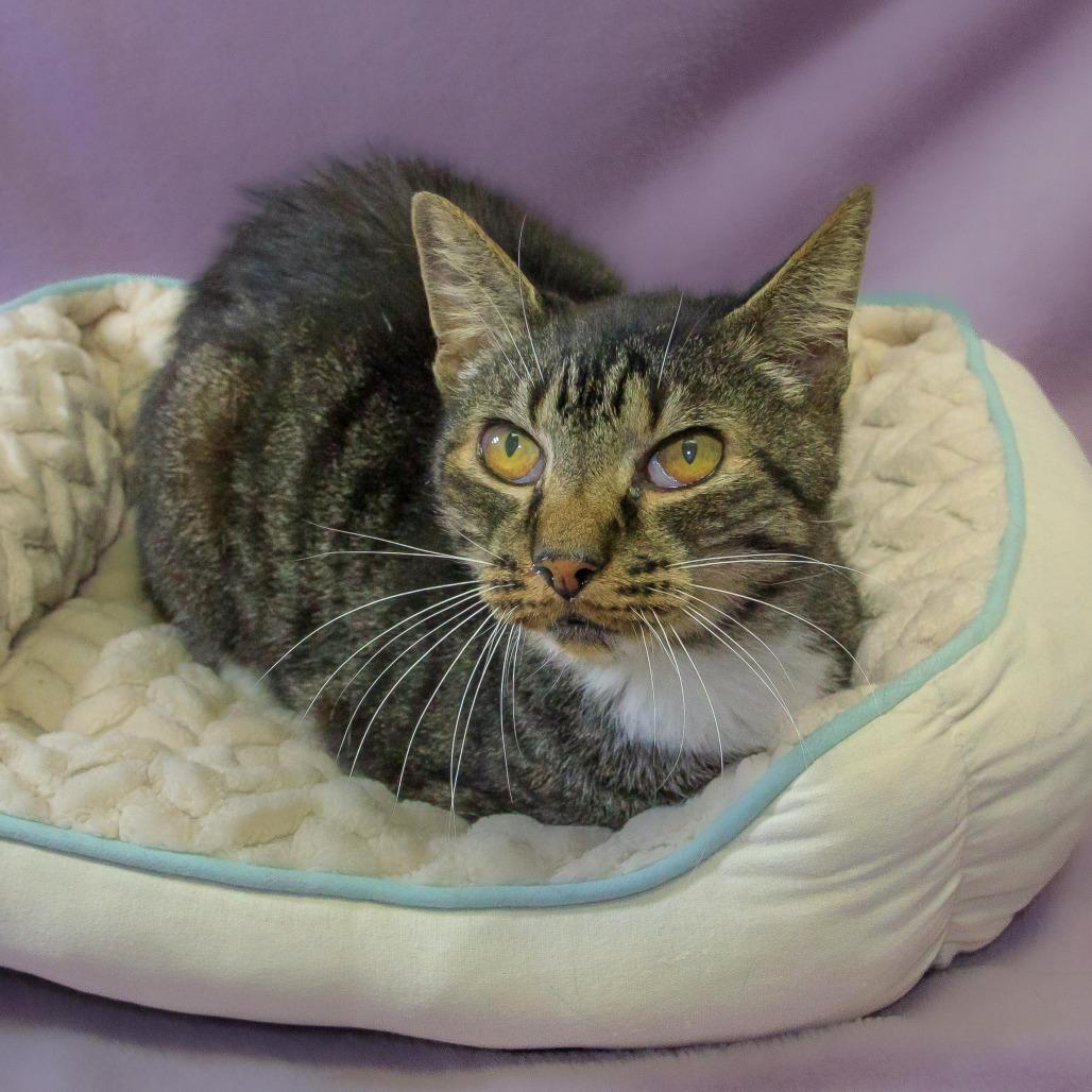 Enlarge Kaden, a Adoptable Domestic Short Hair in Versailles, KY image 1/1