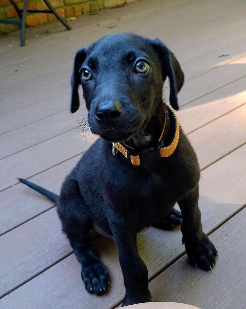 Enlarge George, a Adoptable mixed breed in Loveland, OH image 1/4