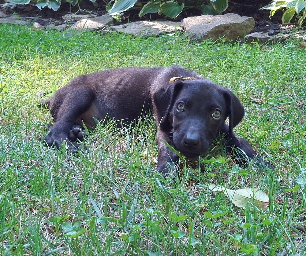 Enlarge George, a Adoptable mixed breed in Loveland, OH image 2/4