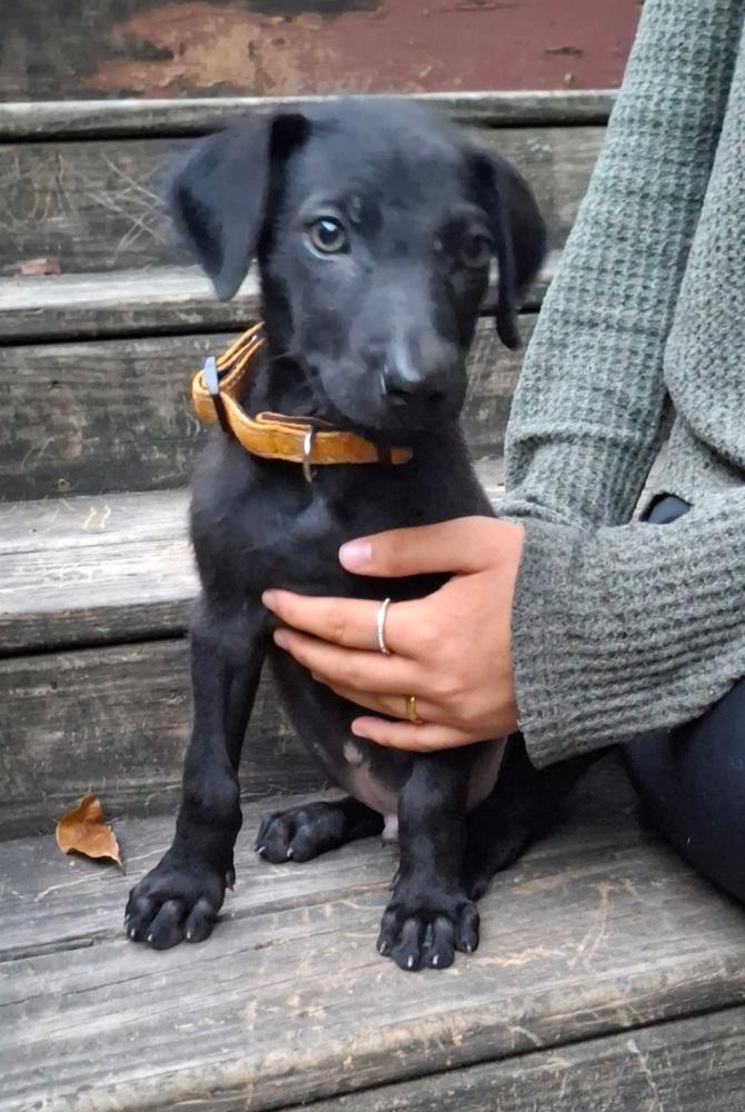 Enlarge George, a Adoptable mixed breed in Loveland, OH image 3/4