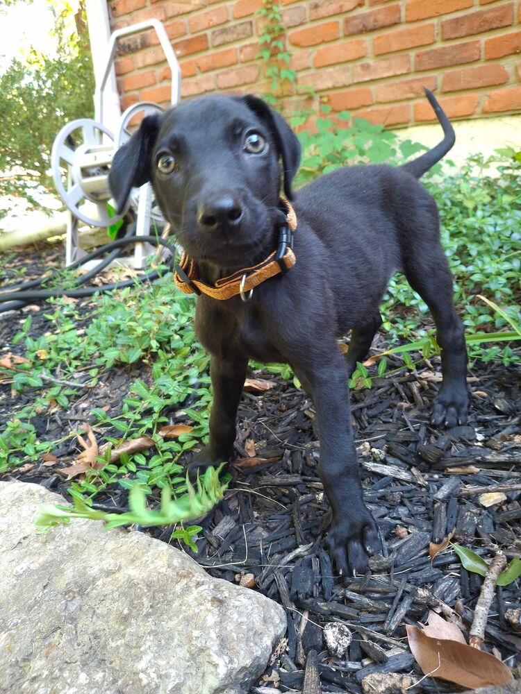 Enlarge George, a Adoptable mixed breed in Loveland, OH image 4/4
