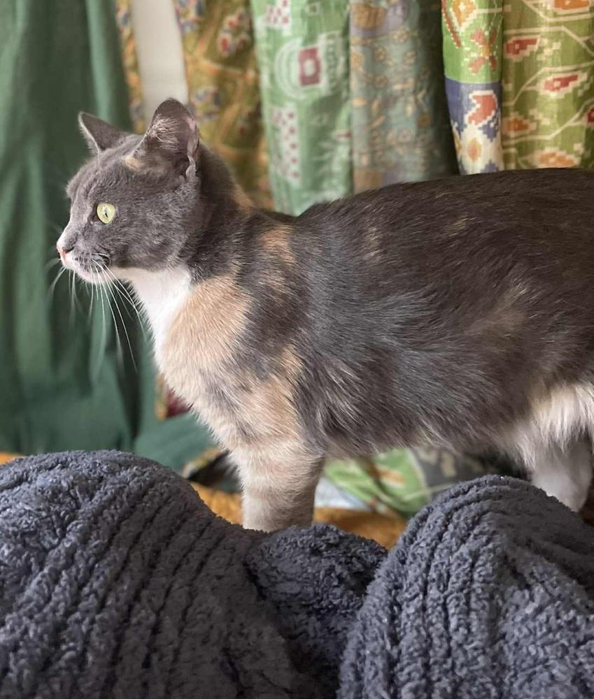 Robin, Adoptable, Adult Female Domestic Short Hair & Calico.