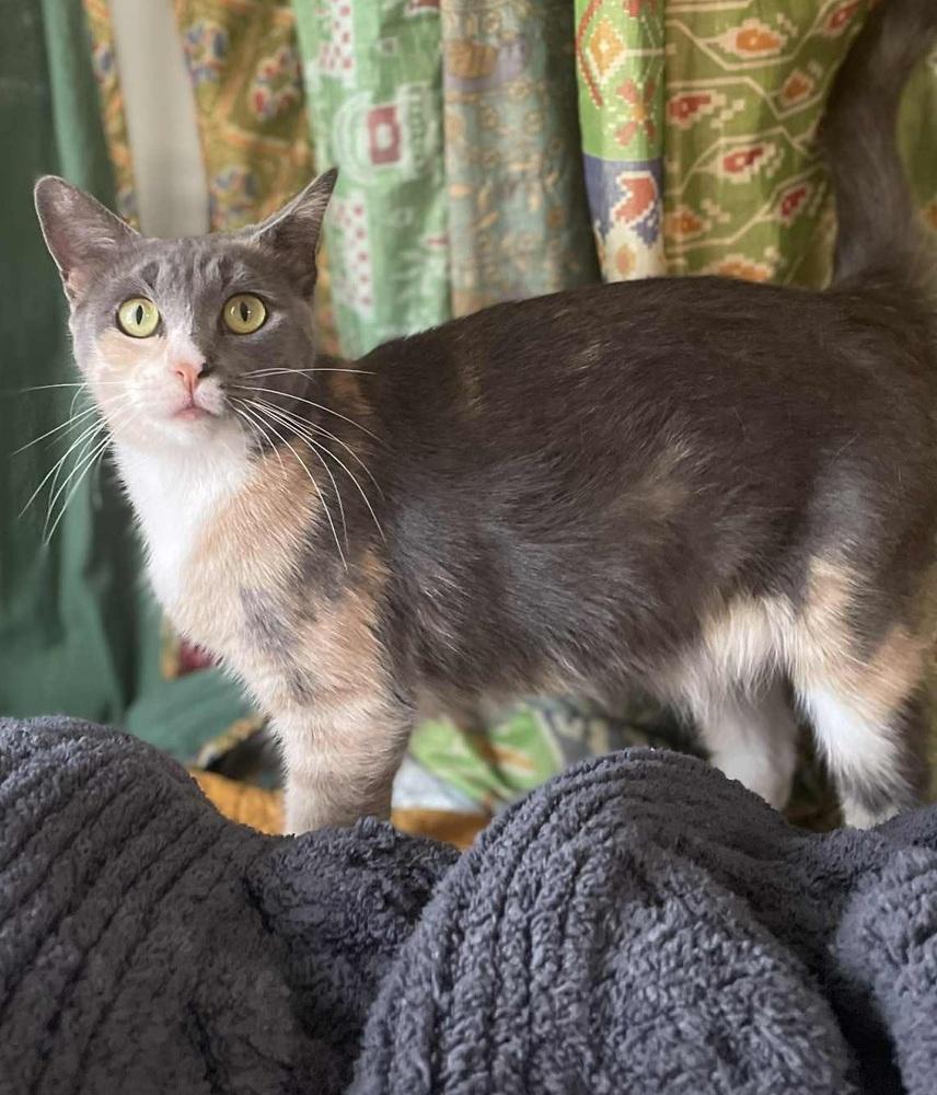 Enlarge Robin, a Adoptable mixed breed in Homer Glen, IL image 2/2