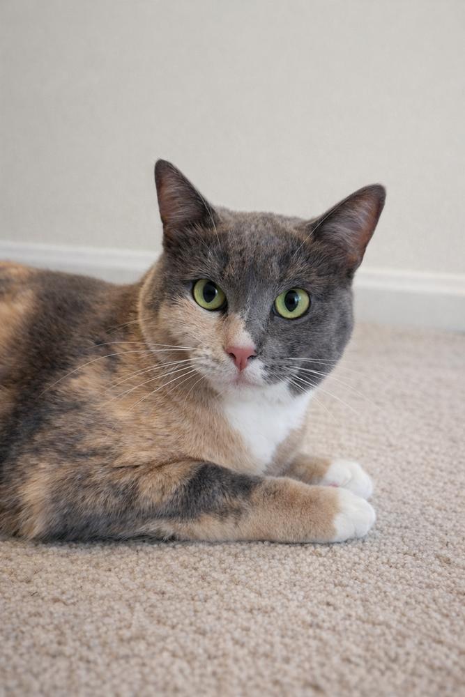 Robin, a Adoptable mixed breed in Homer Glen, IL image 3/3