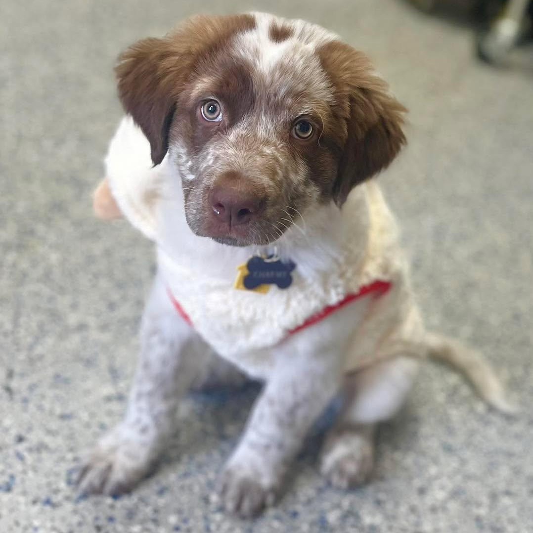 Charmy, adopted, Puppy Female Great Pyrenees & Mixed Breed.