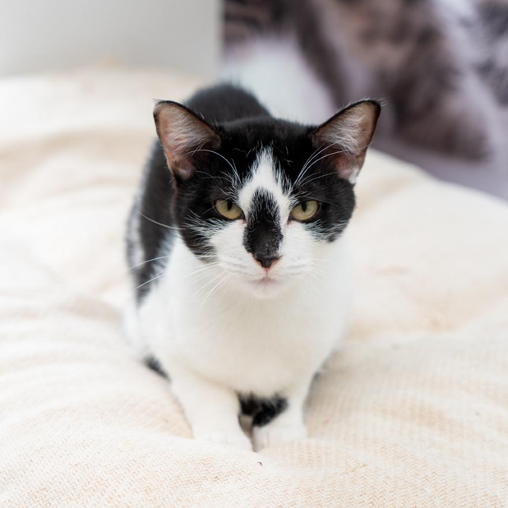 Cable-Knit, a Adoptable Domestic Short Hair in New York, NY image 1/2