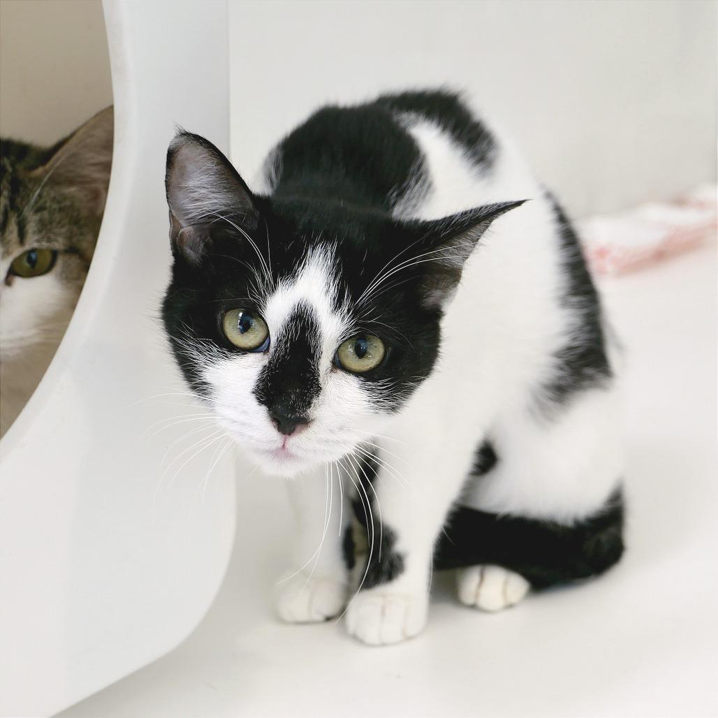 Cable-Knit, a Adoptable Domestic Short Hair in New York, NY image 2/2