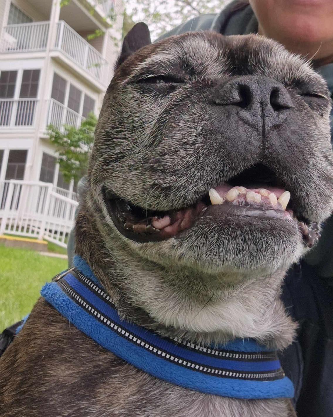 Lou-Dog, an adoptable French Bulldog in Calgary, AB, T2Y 3W0 | Photo Image 2