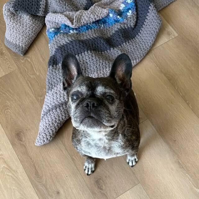 Lou-Dog, Adoptable, Senior Male French Bulldog.