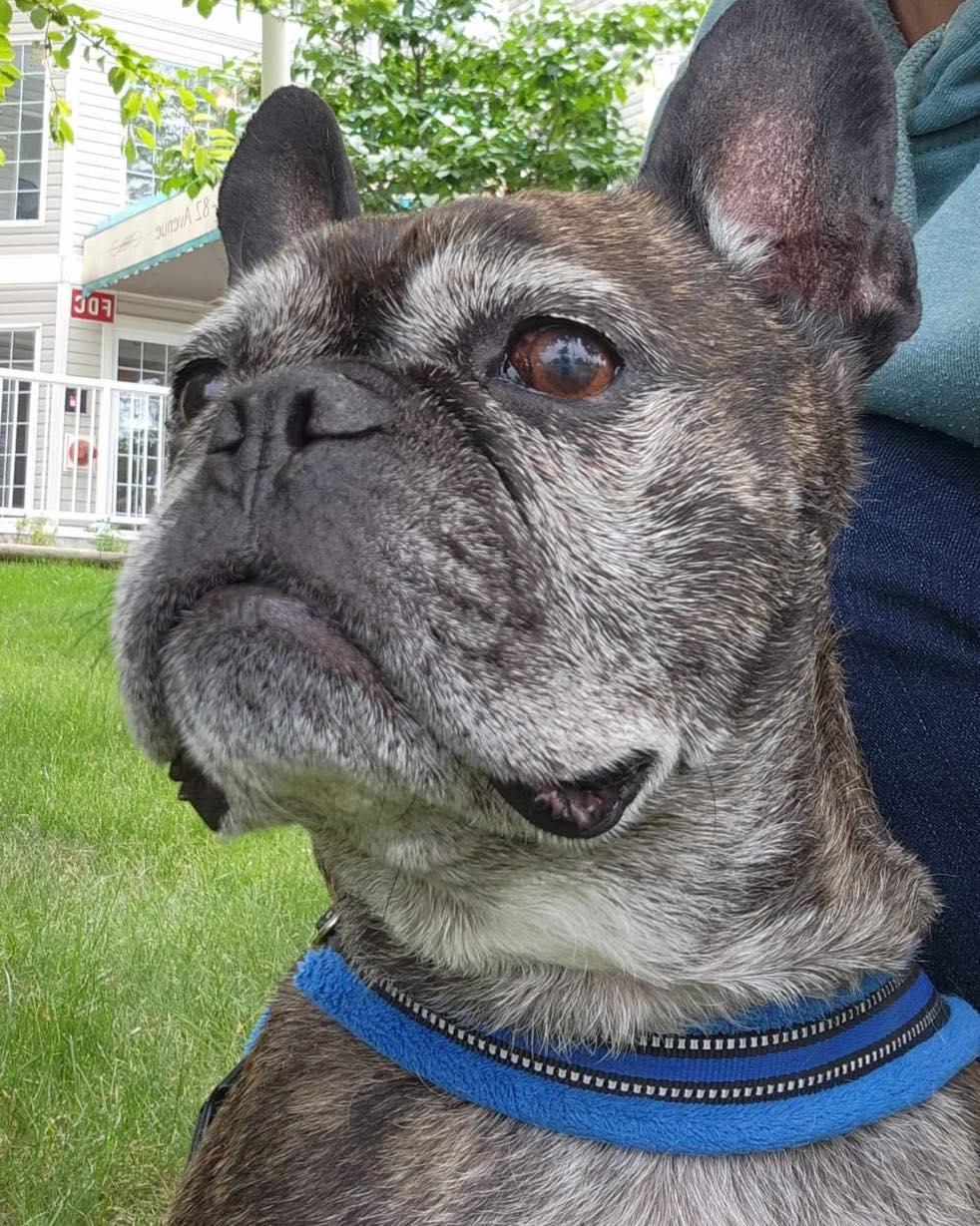 Lou-Dog, Adoptable, Senior Male French Bulldog.