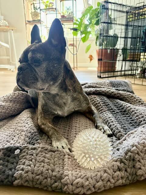 Enlarge Lou-Dog, a Adoptable French Bulldog in Calgary, AB image 3/5