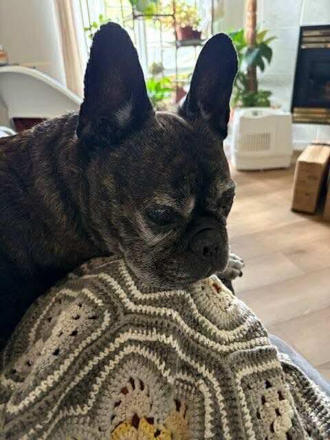 Lou-Dog, an adoptable French Bulldog in Calgary, AB, T2Y 3W0 | Photo Image 4