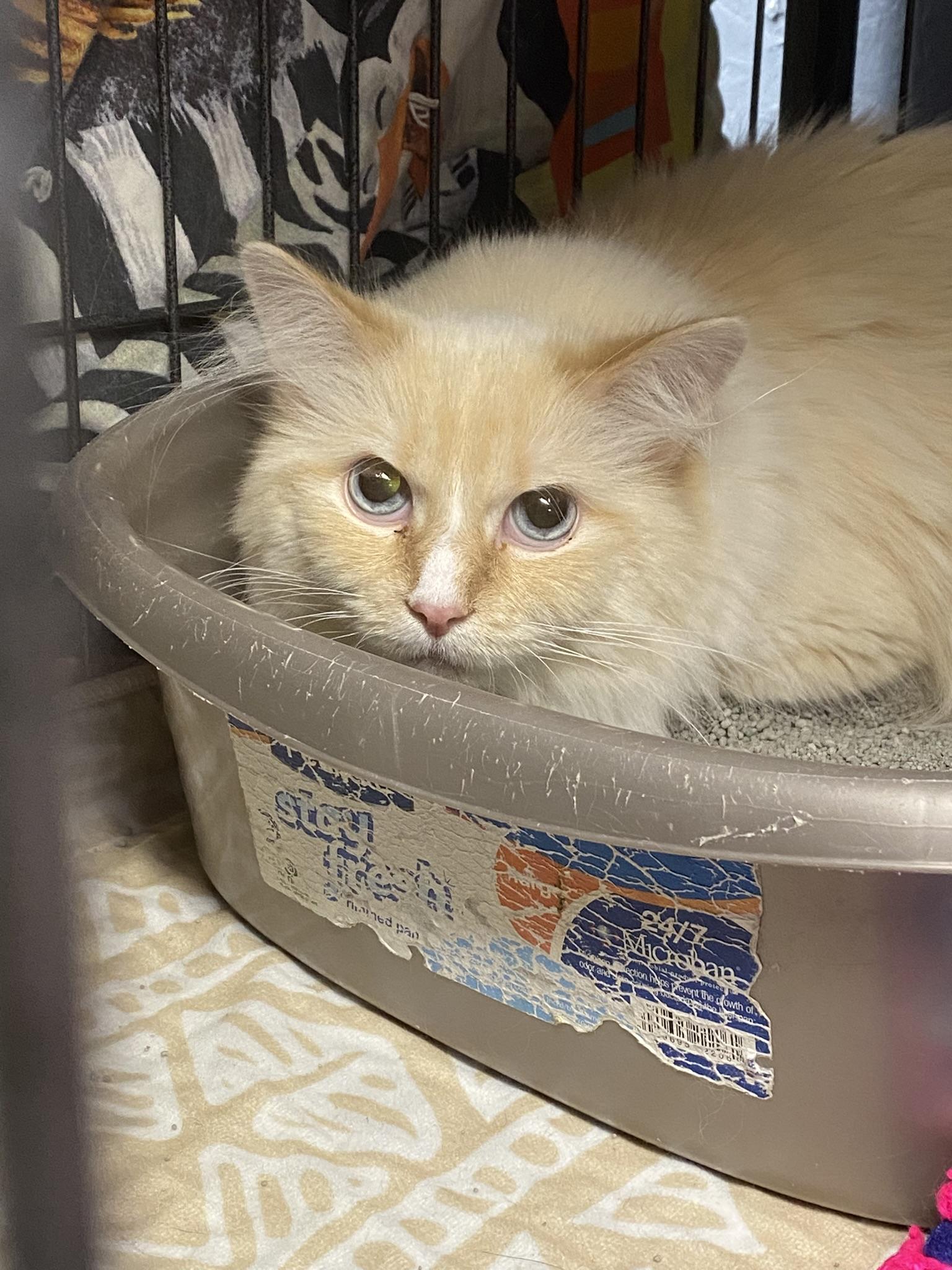 Myla & Taz, an adoptable Ragdoll, Siamese in New Richmond, WI, 54017 | Photo Image 2