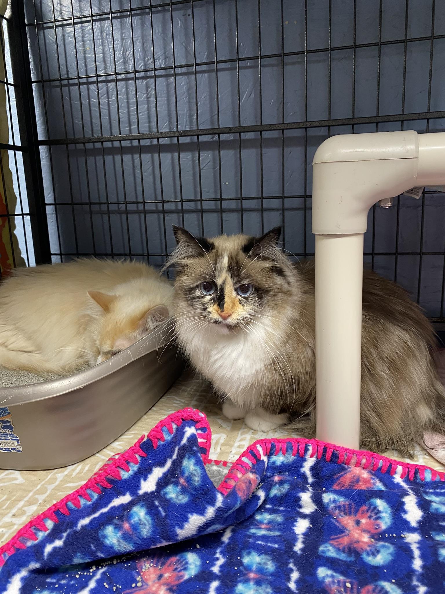 Myla & Taz, an adoptable Ragdoll, Siamese in New Richmond, WI, 54017 | Photo Image 1