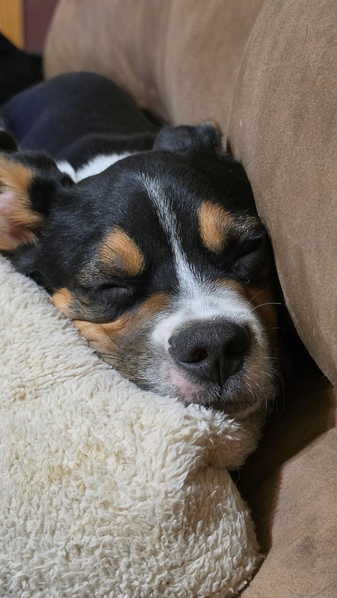 Swiper, Adoptable, Puppy Male Mixed Breed.