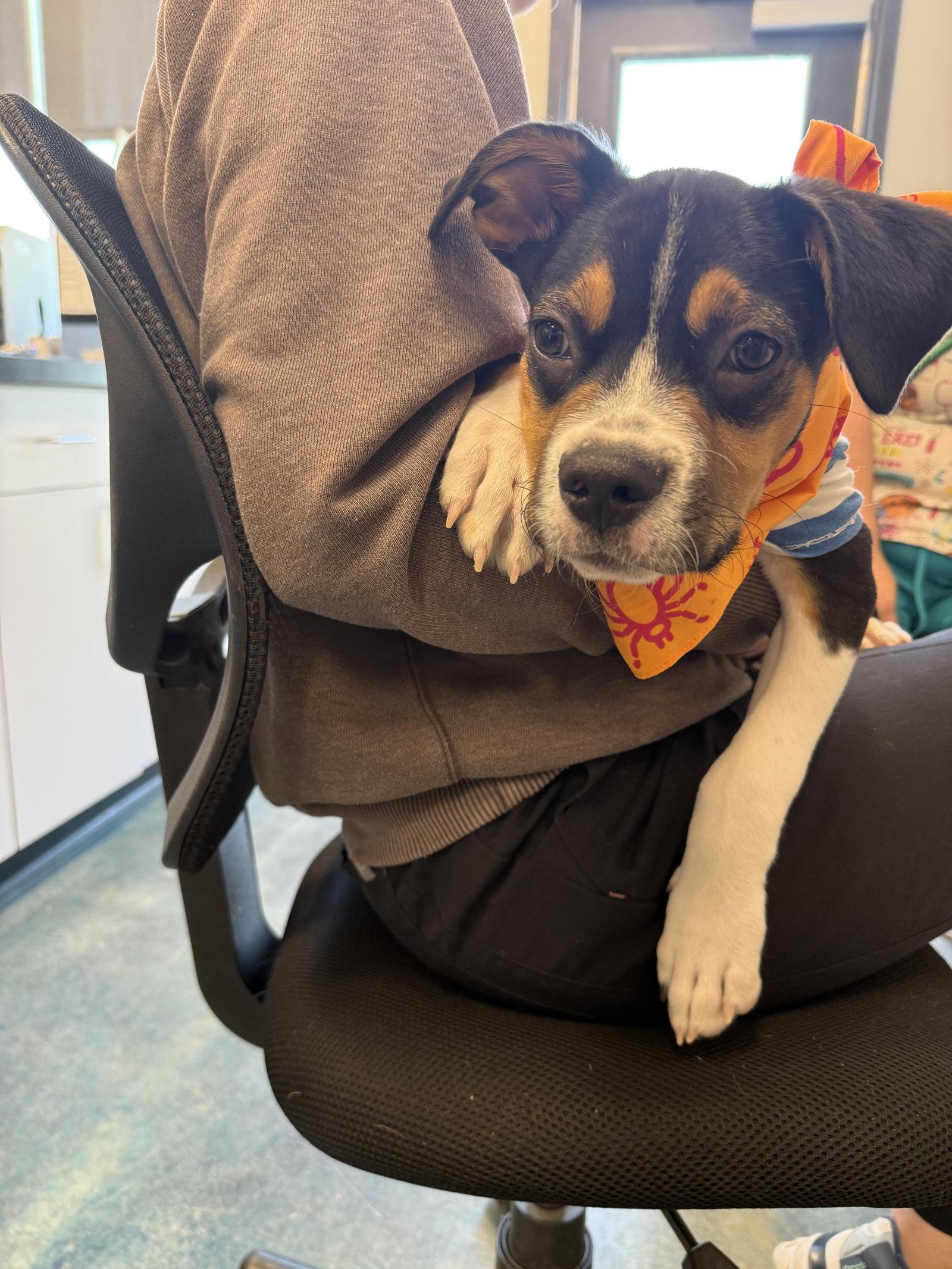 Enlarge Swiper, a Adoptable Mixed Breed in Fort Collins, CO image 2/3