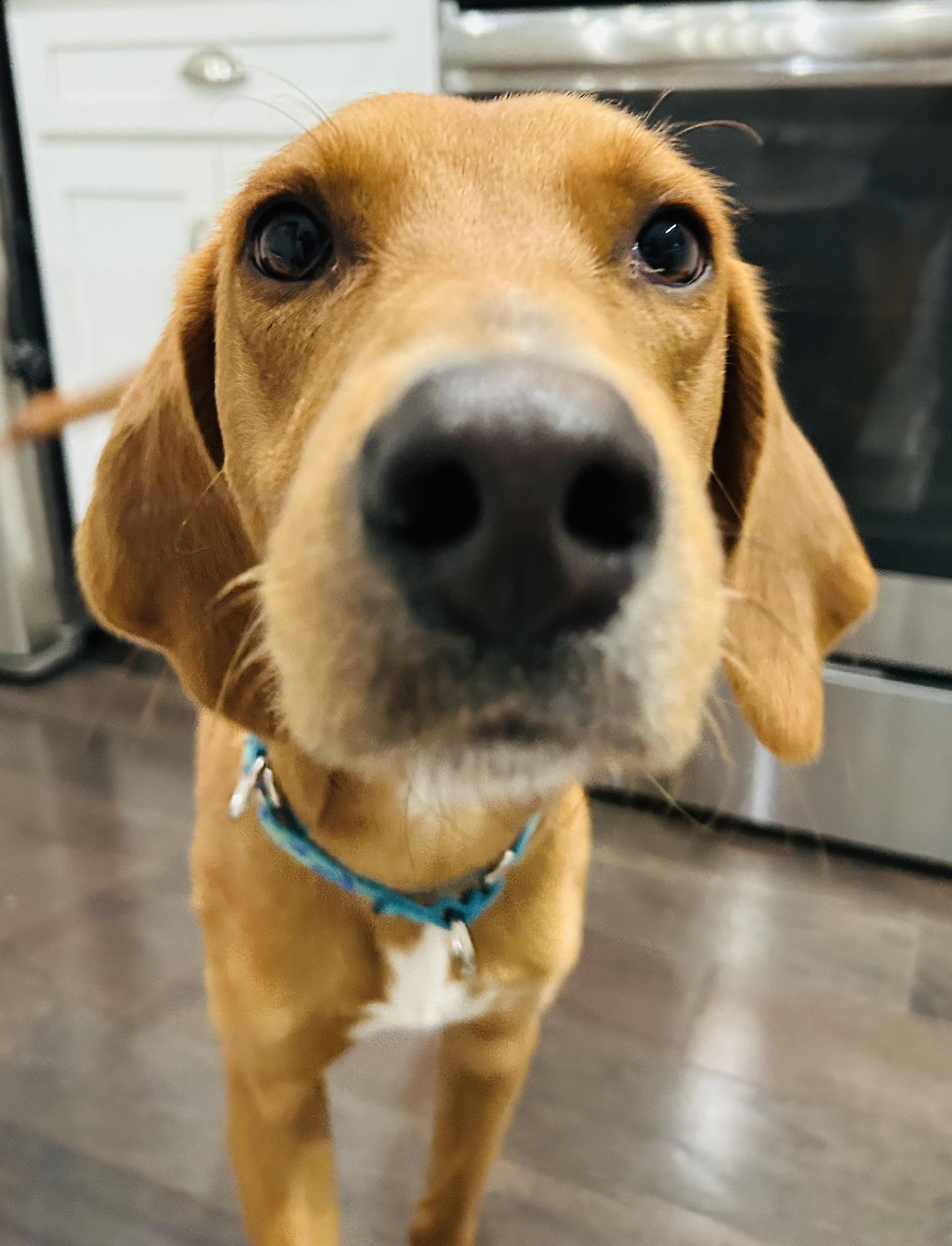 Bacon!, Adoptable, Young Male Foxhound & Vizsla.