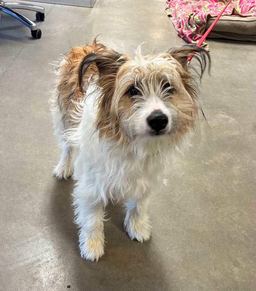 Enlarge Toby, an adopted mixed breed in Mason City, IA image 1/2