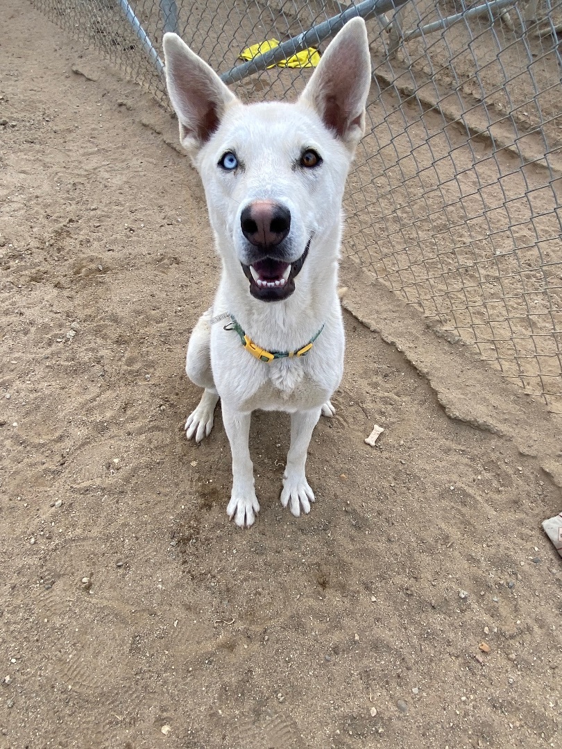 Elsa