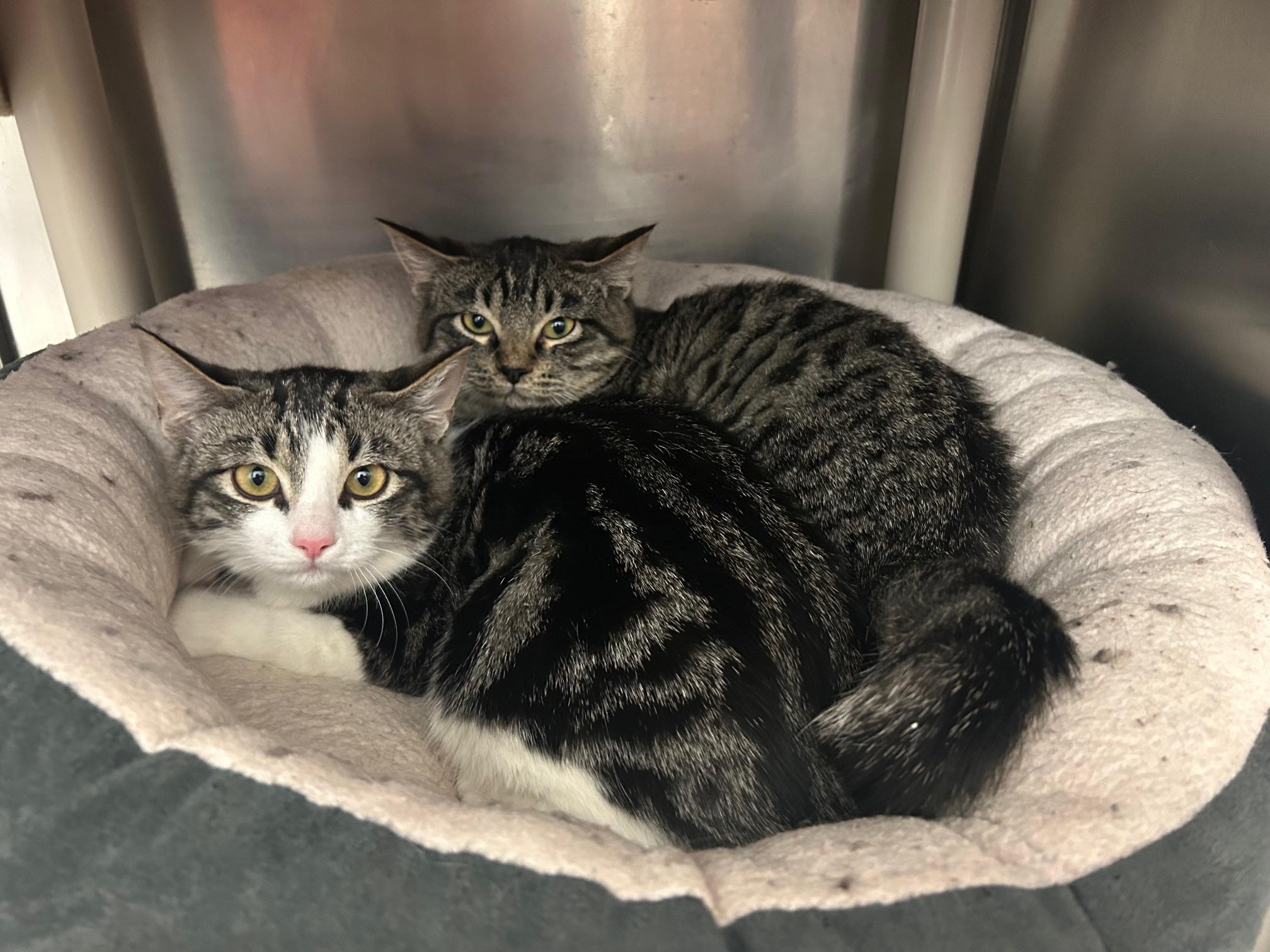 Biscuit & Beignet, an adoptable Domestic Short Hair in Homer, AK, 99603 | Photo Image 2