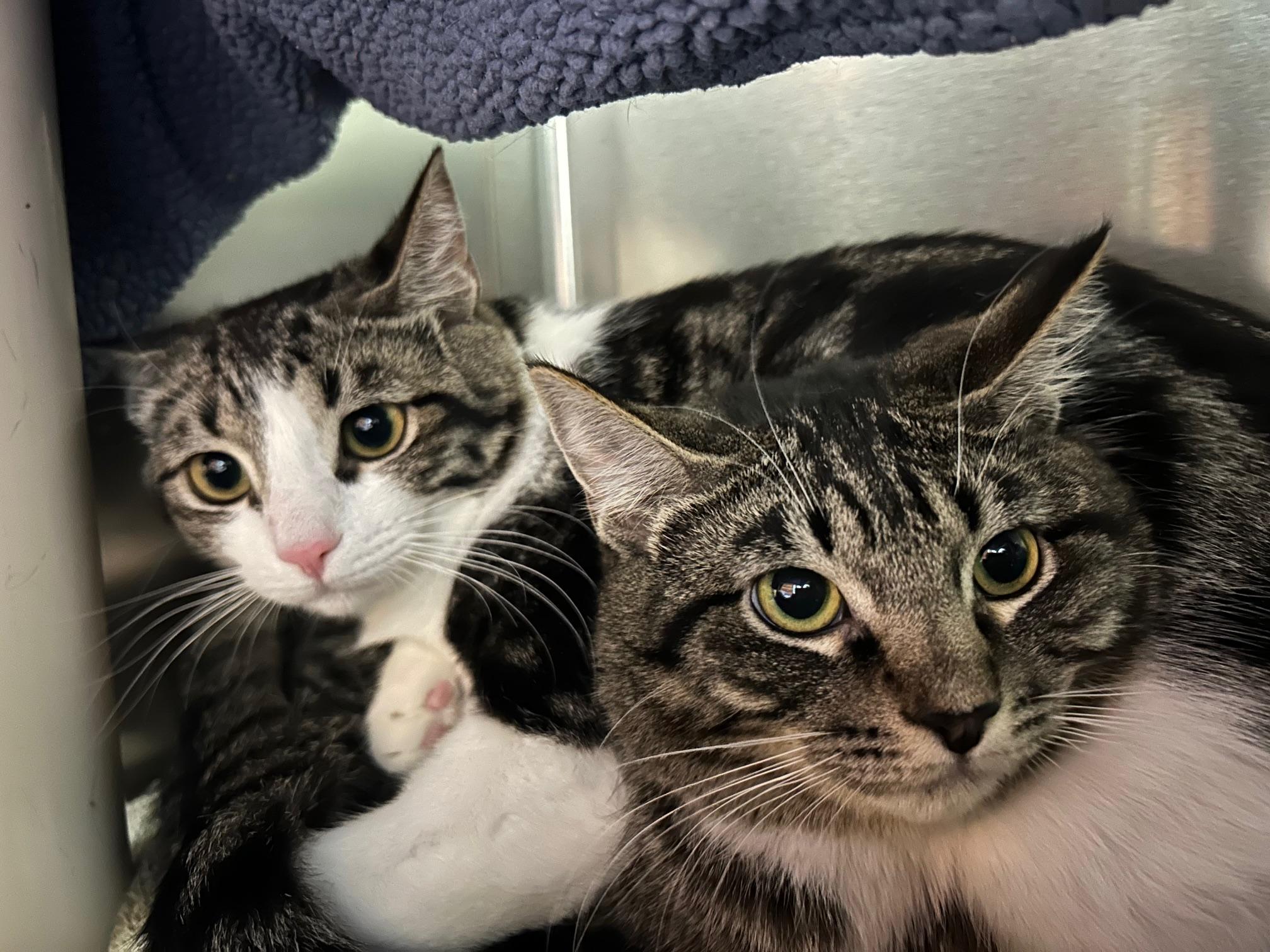 Biscuit & Beignet, an adoptable Domestic Short Hair in Homer, AK, 99603 | Photo Image 1