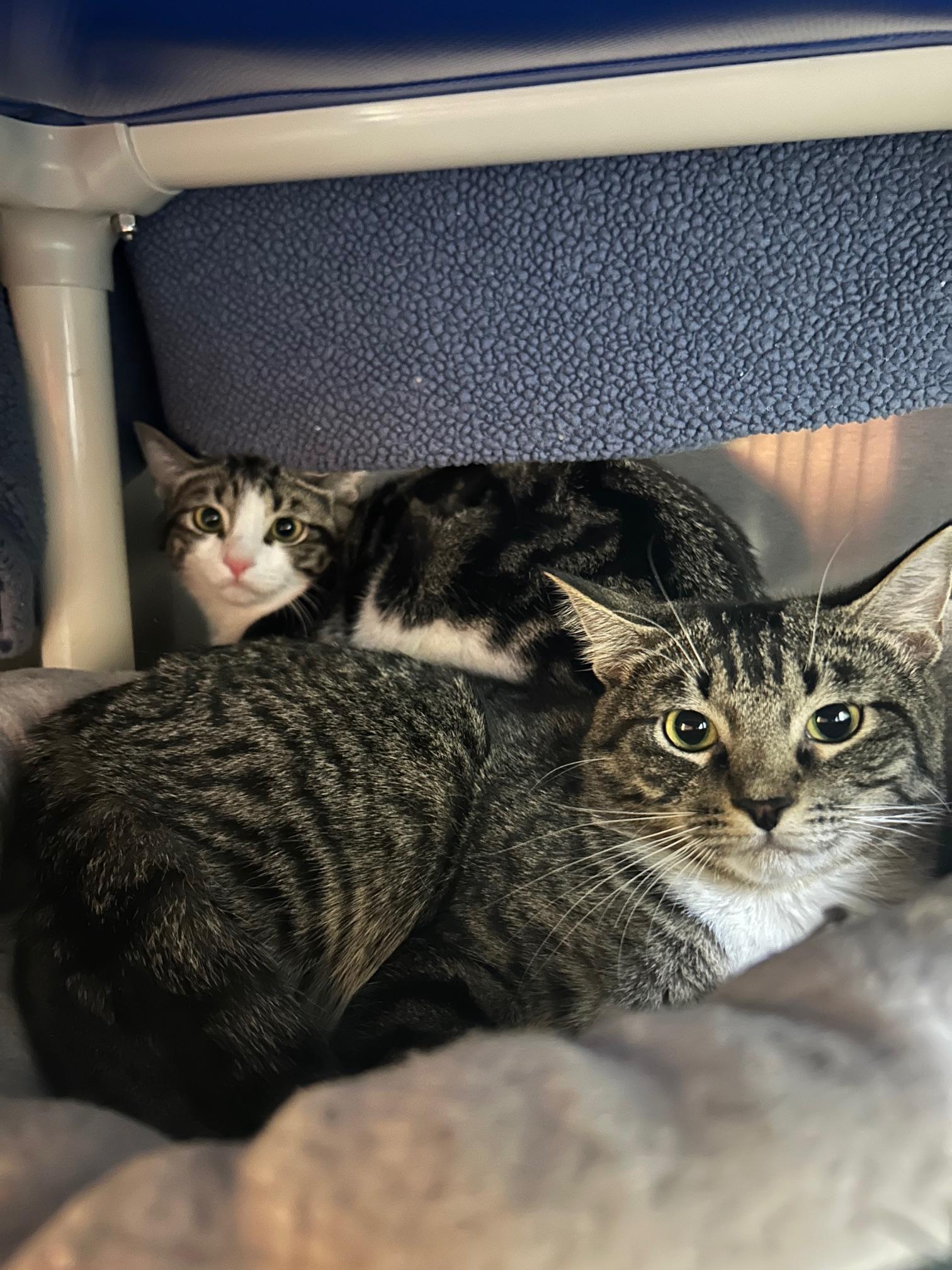 Biscuit & Beignet, an adoptable Domestic Short Hair in Homer, AK, 99603 | Photo Image 3