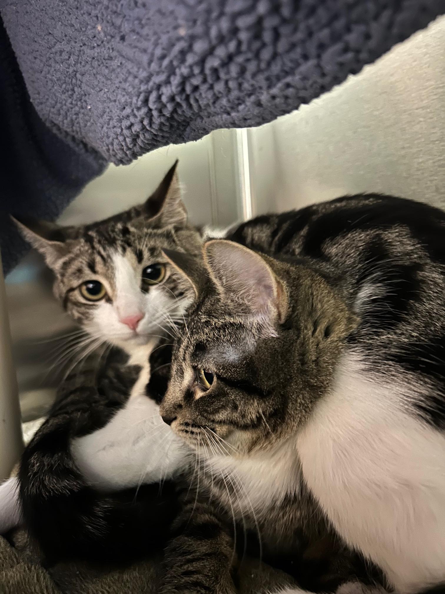 Biscuit & Beignet, an adoptable Domestic Short Hair in Homer, AK, 99603 | Photo Image 4