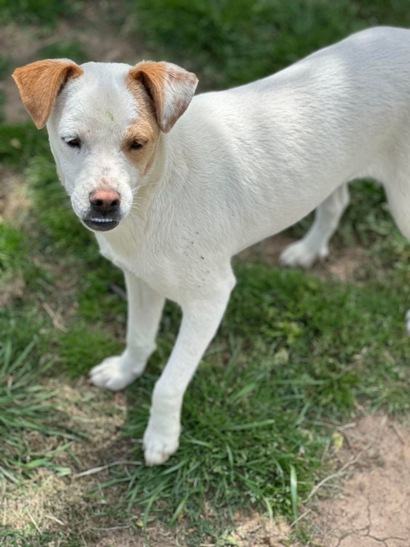 Enlarge Susie Q, a Adoptable Jack Russell Terrier in Thornton, TX image 4/5