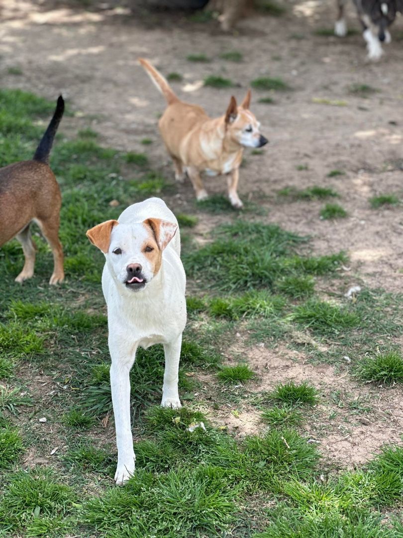 Enlarge Susie Q, a Adoptable Jack Russell Terrier in Thornton, TX image 5/5