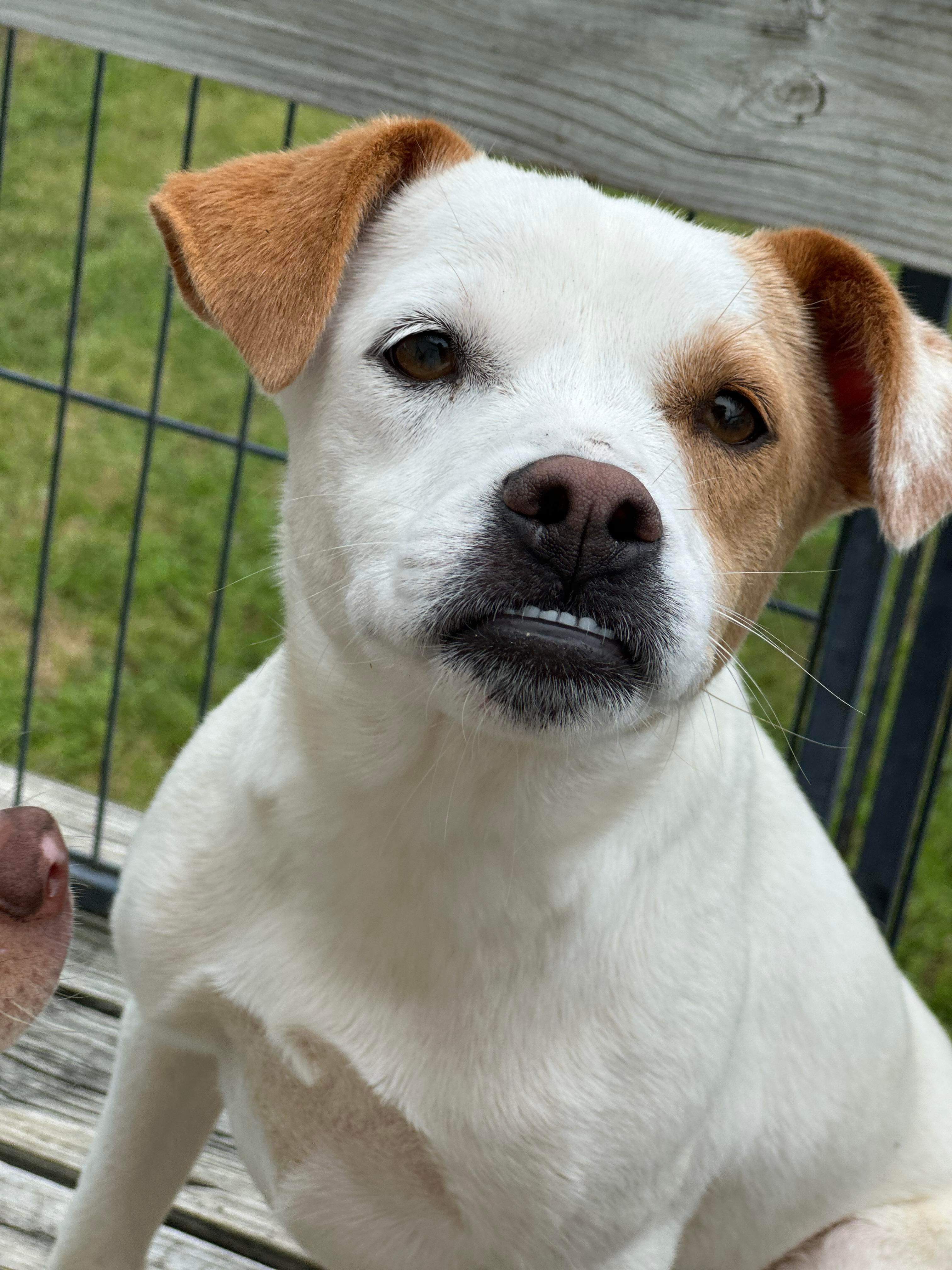 Susie Q, Adoptable, Young Female Jack Russell Terrier.