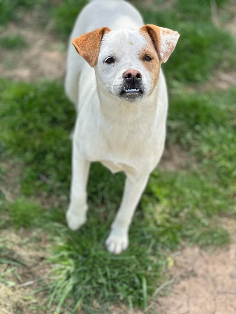 Enlarge Susie Q, a Adoptable Jack Russell Terrier in Thornton, TX image 2/5