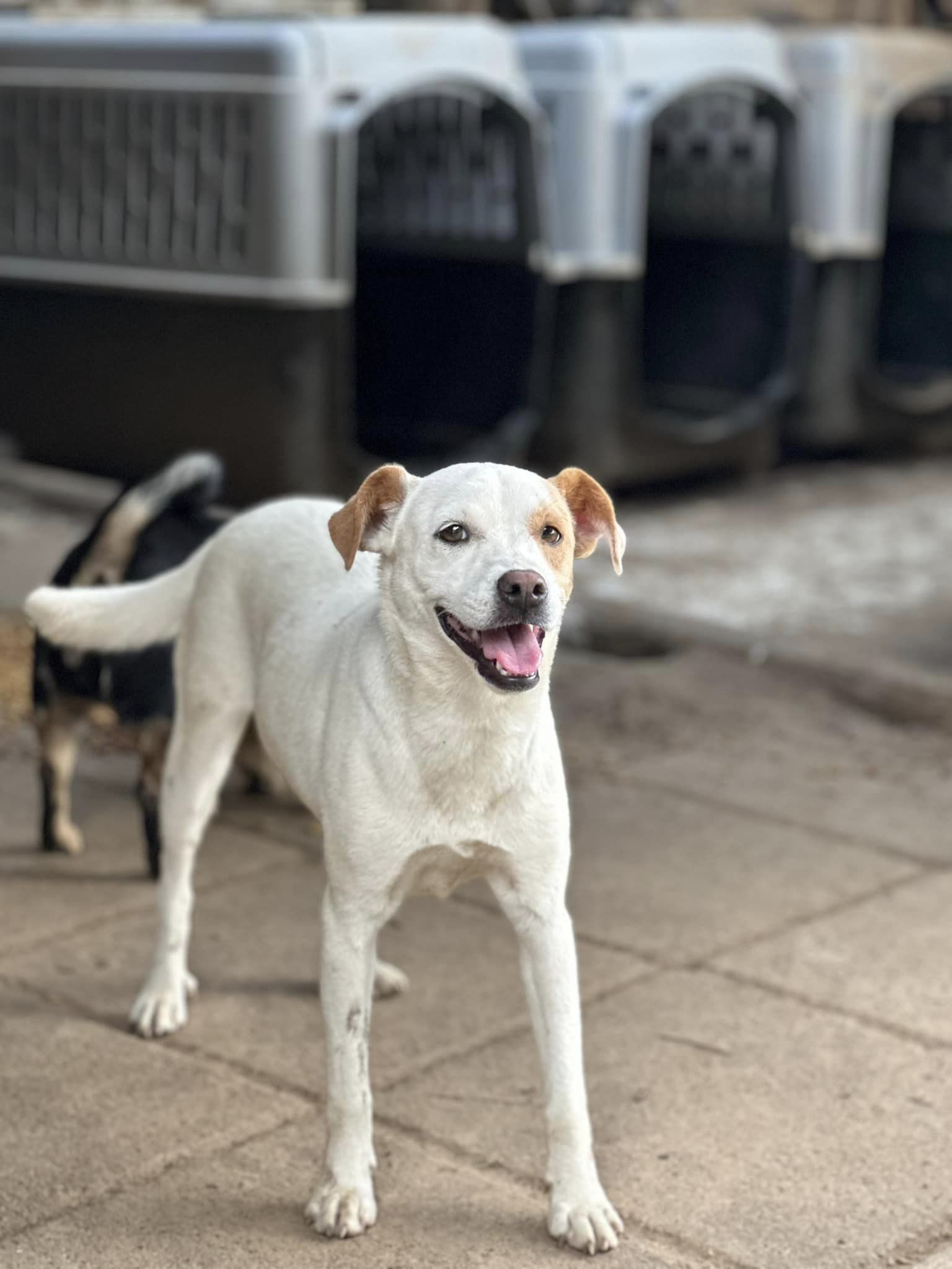 Enlarge Susie Q, a Adoptable Jack Russell Terrier in Thornton, TX image 3/5