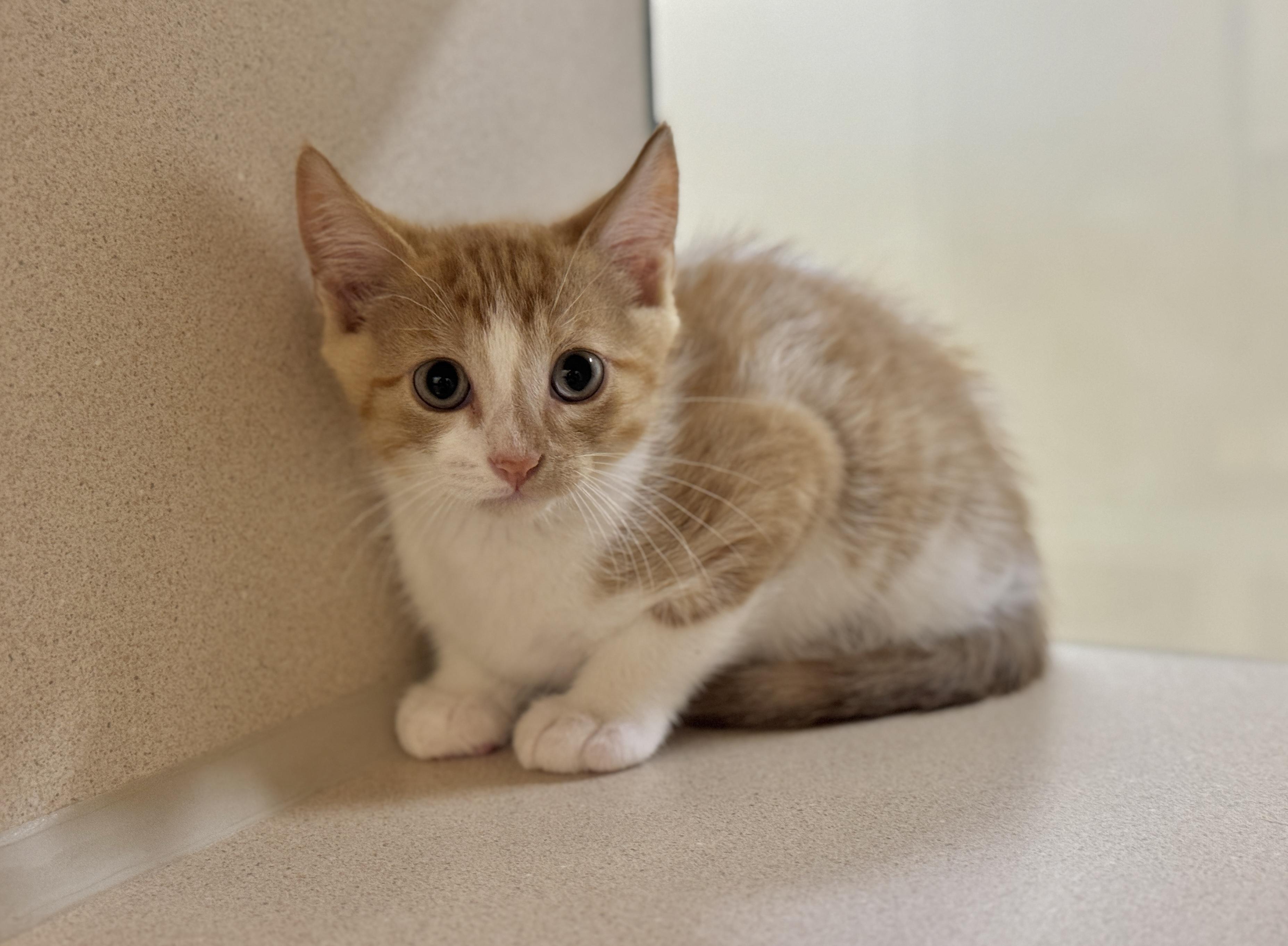 Poblano Pepper, an adoptable Domestic Short Hair in Hackensack, MN, 56452 | Photo Image 1