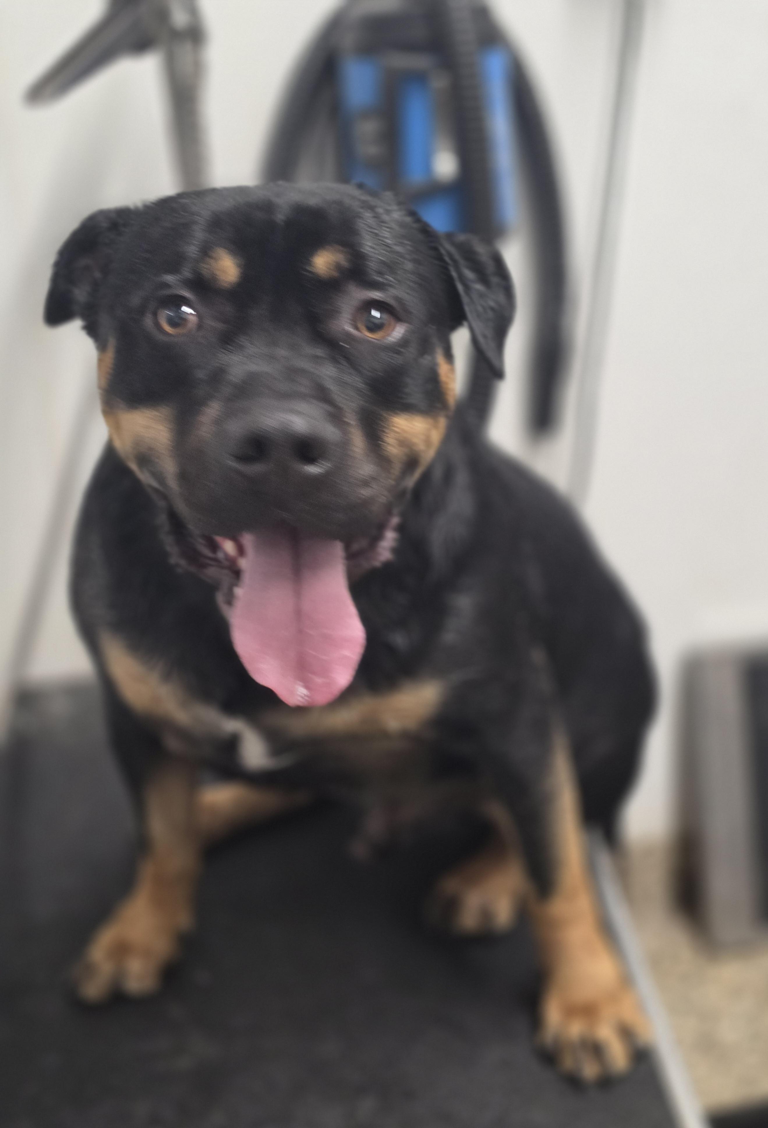 Enlarge Rocky, a Adoptable mixed breed in Elk, WA image 2/6