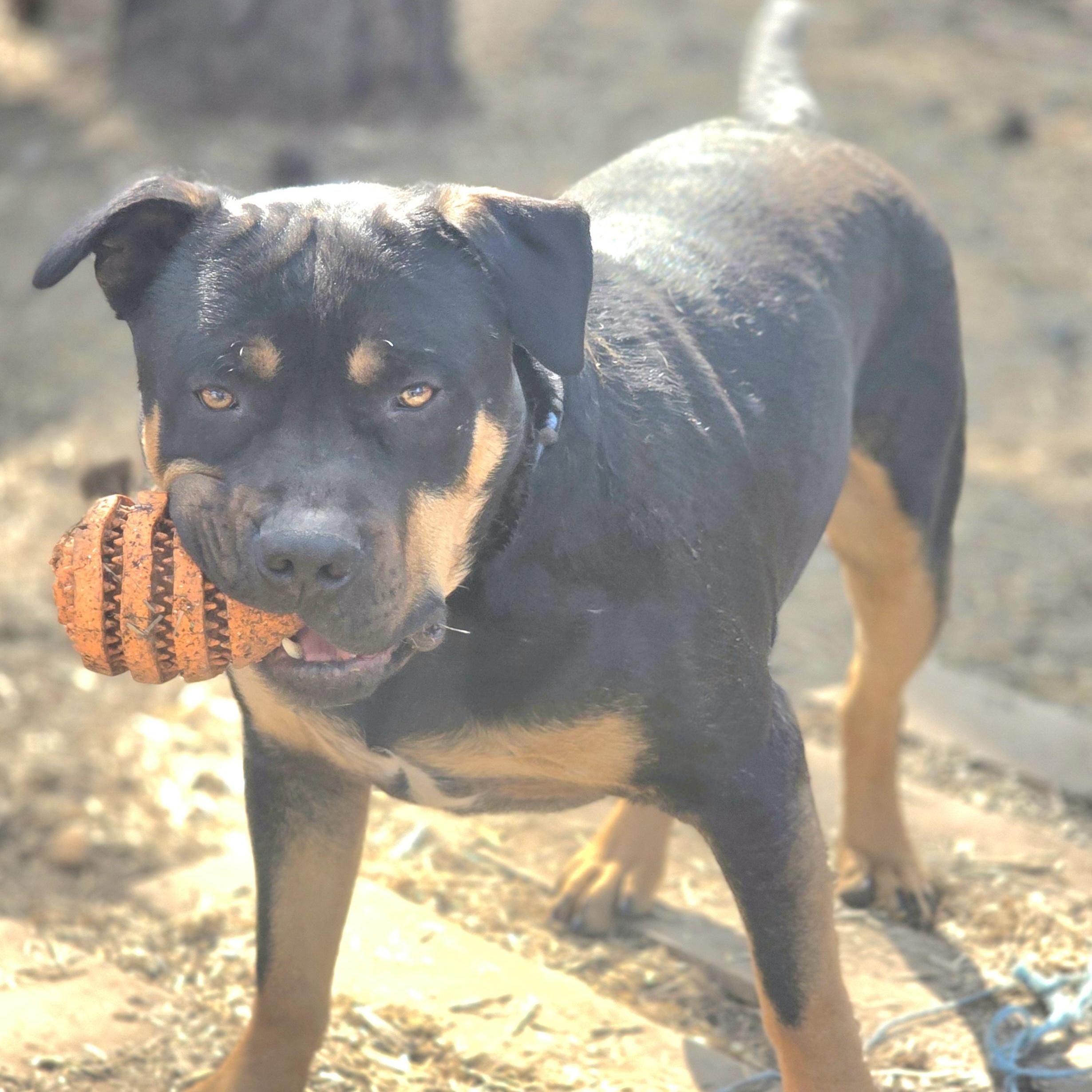 Rocky, Adoptable, Young Male Pit Bull Terrier & American Staffordshire Terrier.