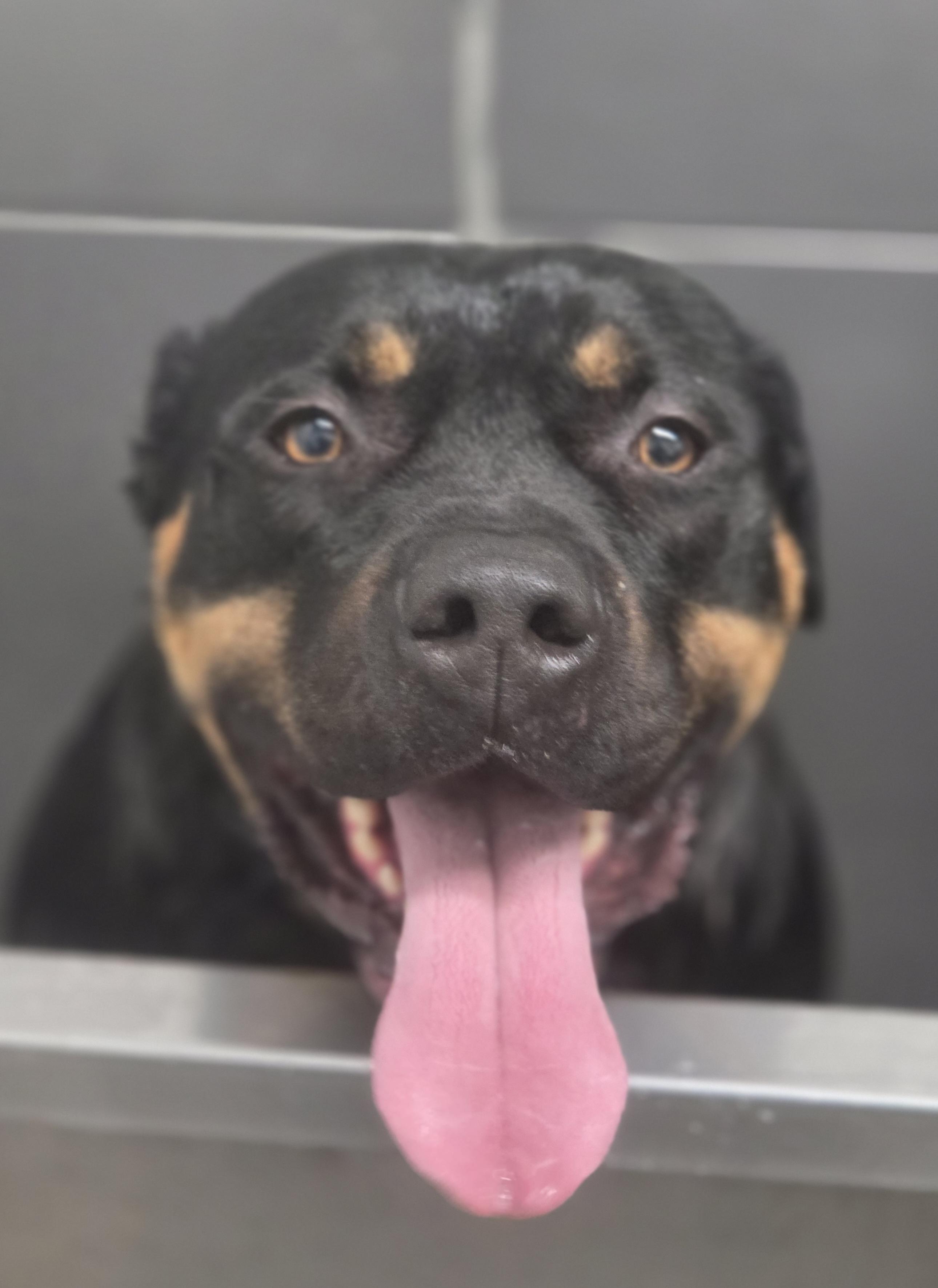 Enlarge Rocky, a Adoptable mixed breed in Elk, WA image 4/6