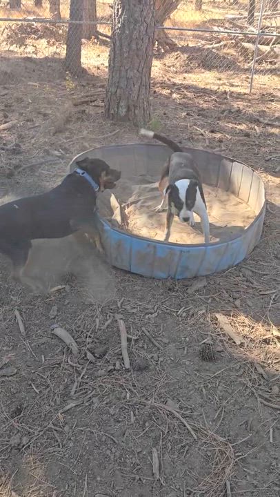 Enlarge Rocky, a Adoptable mixed breed in Elk, WA video 3/3