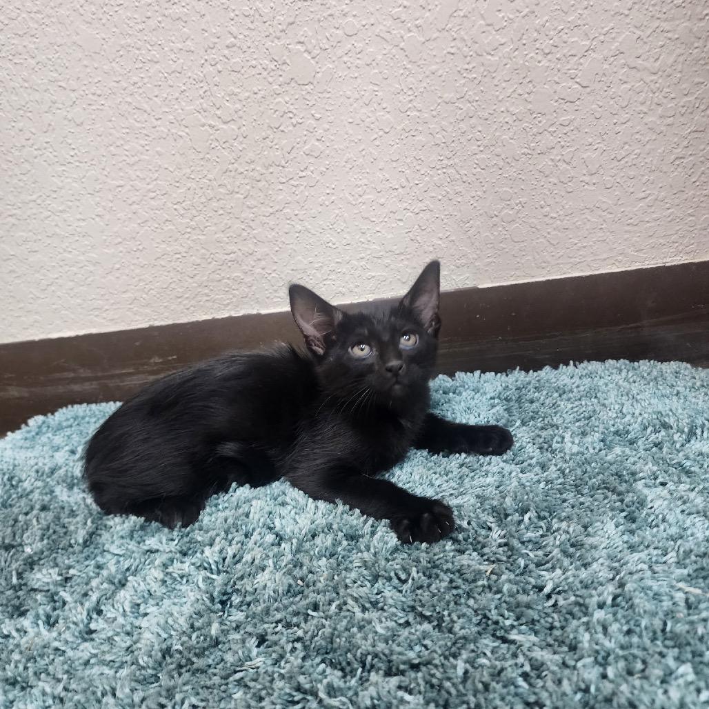 Kylo, Adoptable, Kitten Female American Shorthair & American Shorthair.