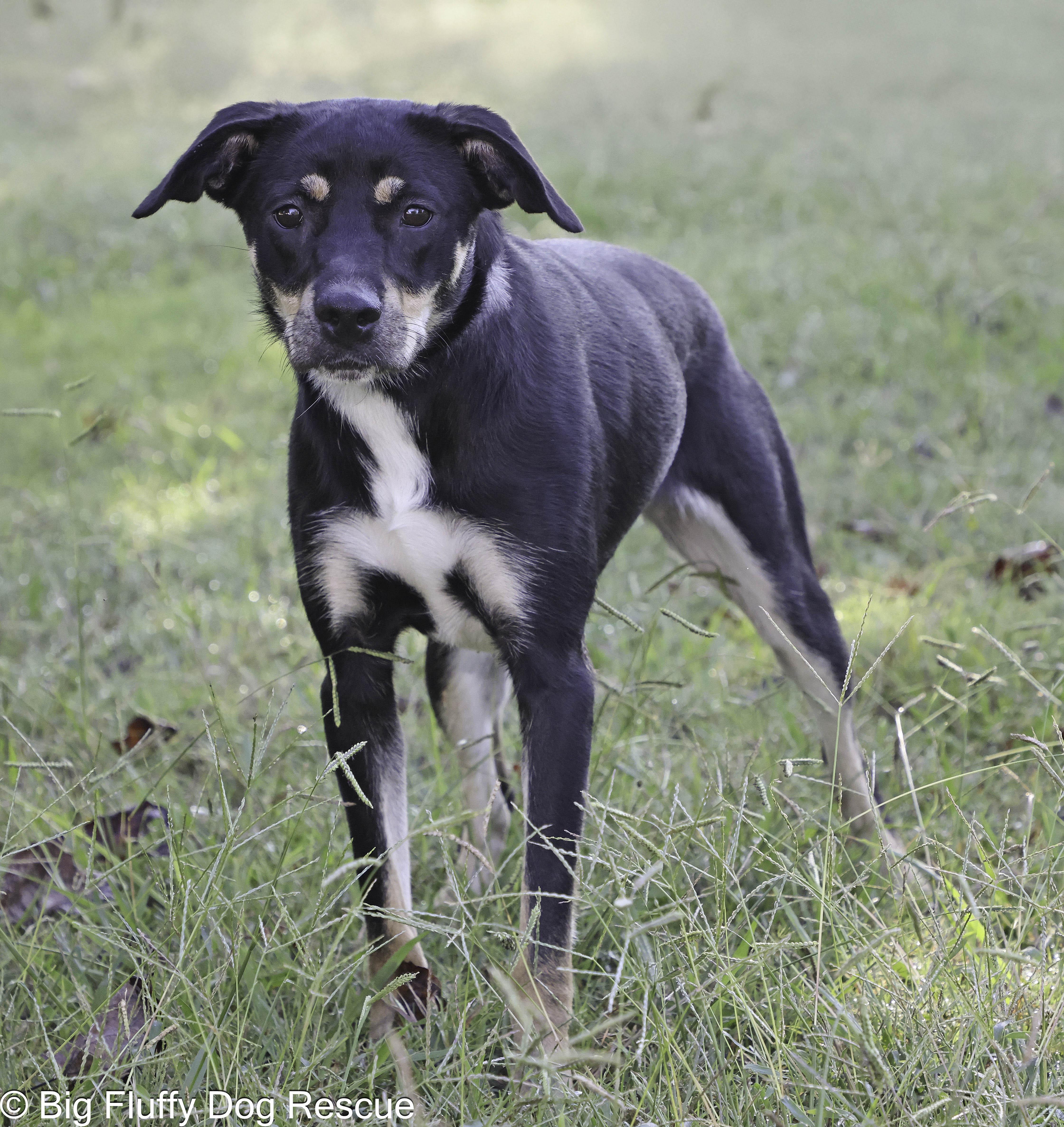 Althea — thumbnail 2