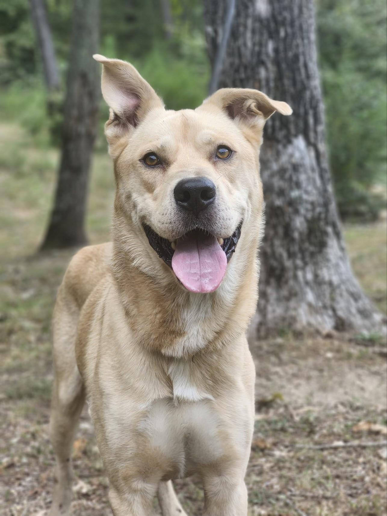 Danny, Adoptable, Young Male German Shepherd Dog & Siberian Husky.